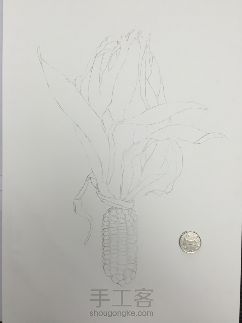 如何画一颗逼真的玉米？ 第14步