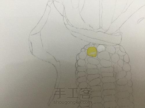 如何画一颗逼真的玉米? 第17步