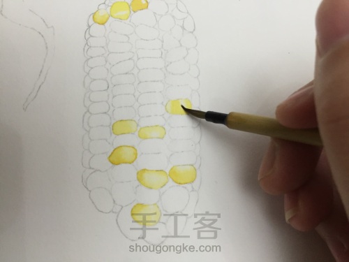 如何画一颗逼真的玉米？ 第19步