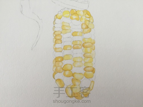如何画一颗逼真的玉米？ 第20步