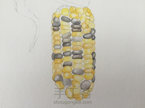 如何画一颗逼真的玉米? 第22步