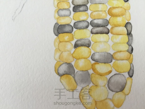 如何画一颗逼真的玉米? 第23步