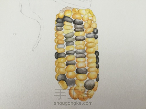 如何画一颗逼真的玉米？ 第25步