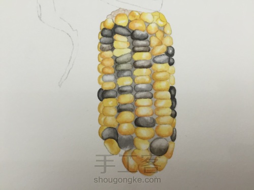 如何画一颗逼真的玉米？ 第26步