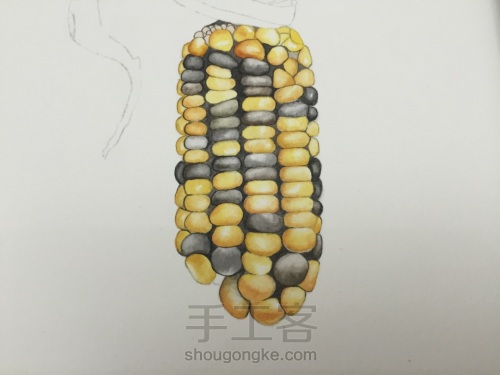 如何画一颗逼真的玉米？ 第27步