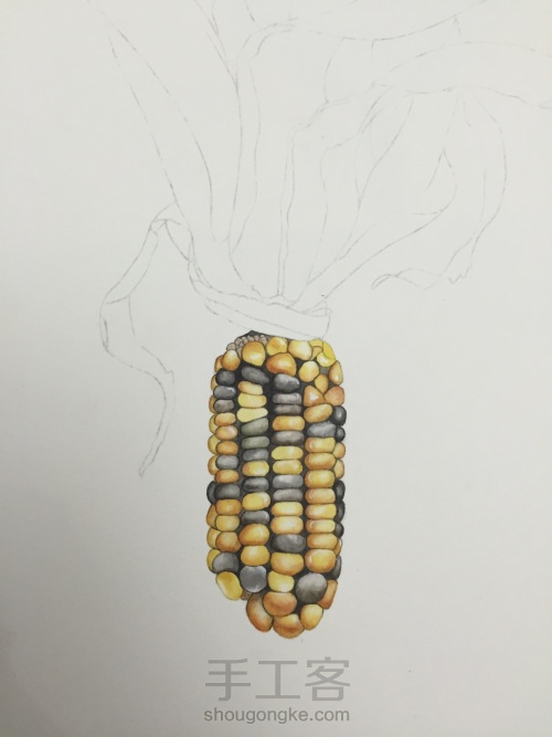 如何画一颗逼真的玉米？ 第28步