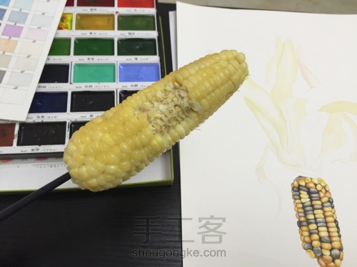 如何画一颗逼真的玉米？ 第29步