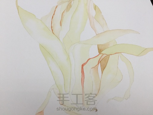 如何画一颗逼真的玉米? 第31步