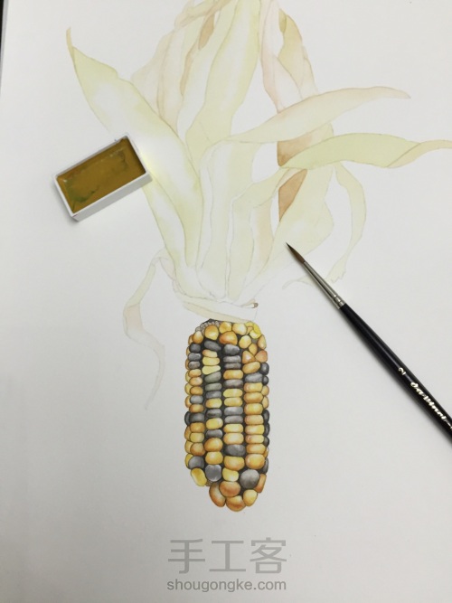 如何画一颗逼真的玉米？ 第32步
