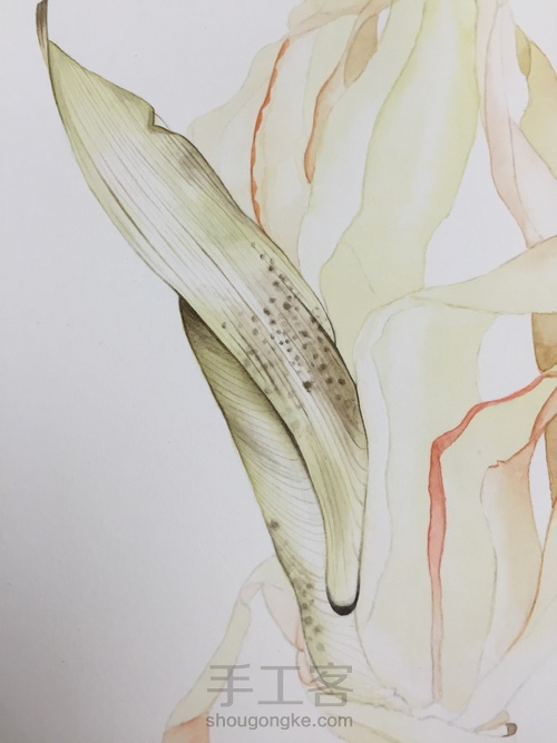 如何画一颗逼真的玉米? 第33步