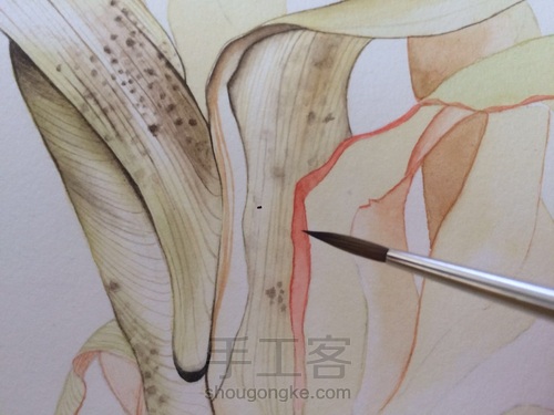 如何画一颗逼真的玉米? 第35步