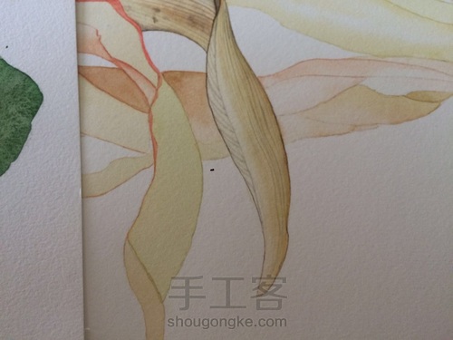 如何画一颗逼真的玉米? 第36步