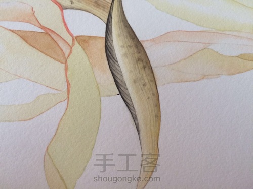 如何画一颗逼真的玉米? 第37步