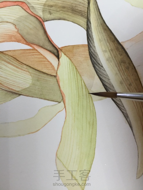 如何画一颗逼真的玉米? 第38步