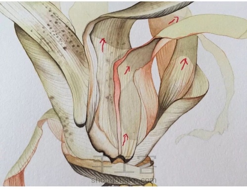 如何画一颗逼真的玉米? 第39步