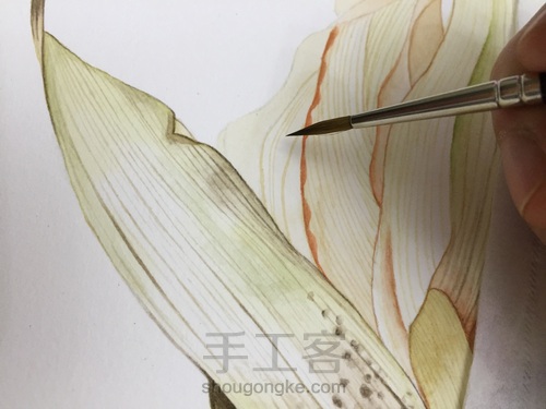 如何画一颗逼真的玉米? 第40步