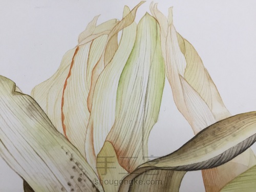 如何画一颗逼真的玉米? 第41步