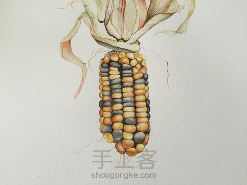 如何画一颗逼真的玉米? 第43步