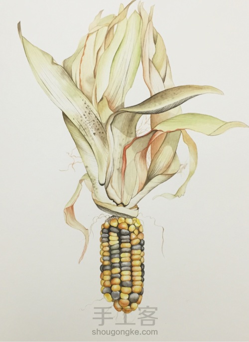 如何画一颗逼真的玉米？ 第45步
