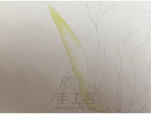 这5个技法，搞定所有写实水彩花卉！ 第5步