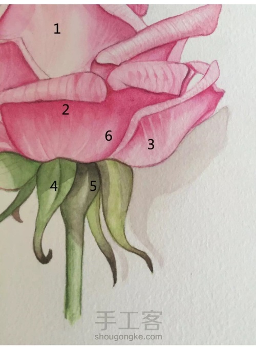 这5个技法，搞定所有写实水彩花卉！ 第32步