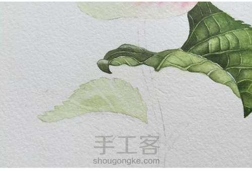 画叶脉,如何搞定“水份”这个小贱人! 第8步