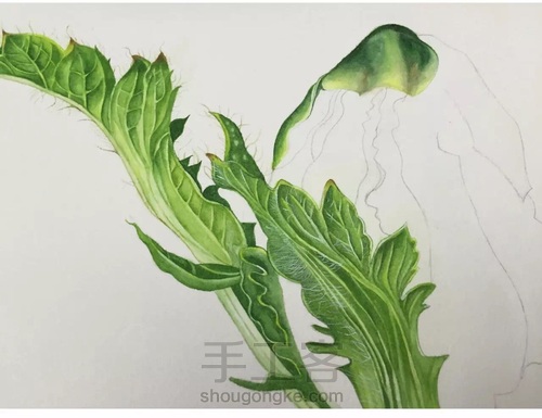 画叶脉,如何搞定“水份”这个小贱人! 第9步