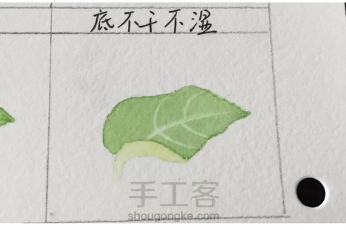 画叶脉,如何搞定“水份”这个小贱人! 第17步