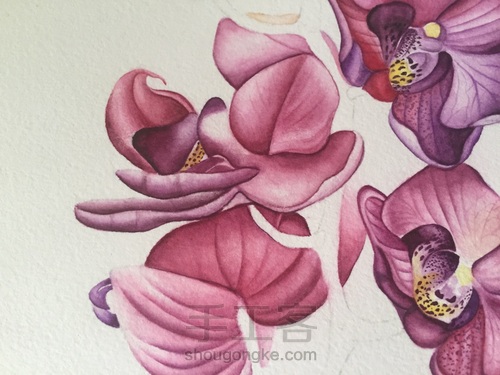 零基础自学水彩不到1年时间竟能画成这样！！ 第38步