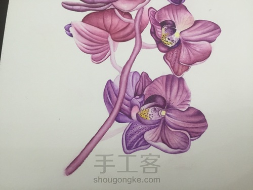 零基础自学水彩不到1年时间竟能画成这样!! 第46步