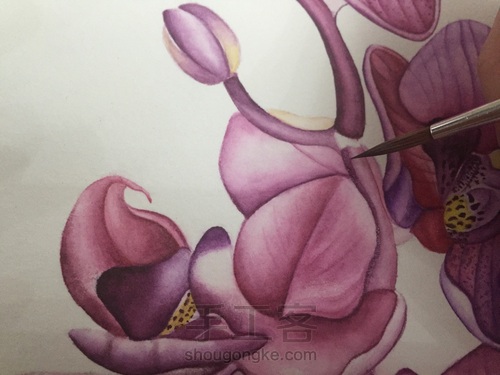 零基础自学水彩不到1年时间竟能画成这样!! 第47步