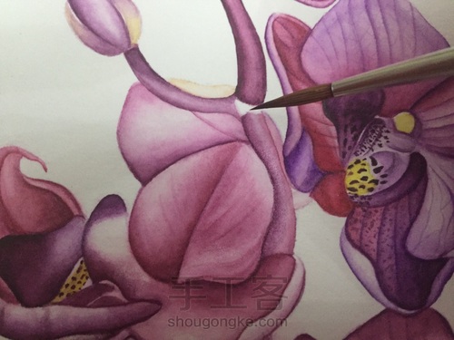 零基础自学水彩不到1年时间竟能画成这样!! 第48步