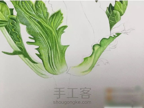 零基础入水彩坑,如何挑选毛笔? 第28步