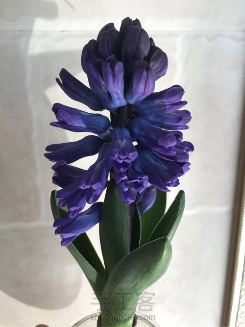 都说调色很难！本文教大家如何调出风信子的”紫蓝色“！ 第28步