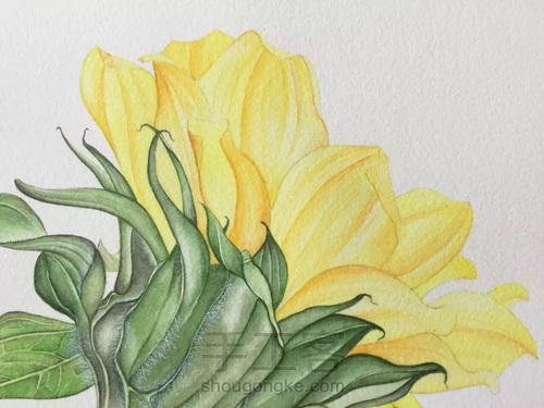 颜料篇丨如何掌控水彩画的水份? 第16步