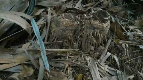 其实，我做了一个竹根手镯。 第3步