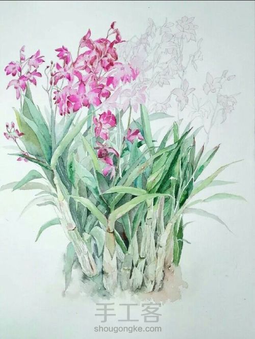 兰花 第6步