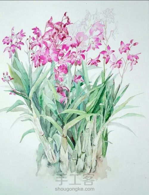 兰花 第7步
