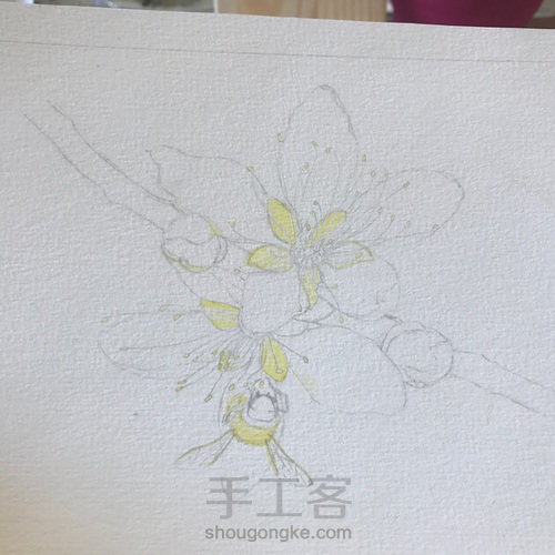 桃花醉 第2步