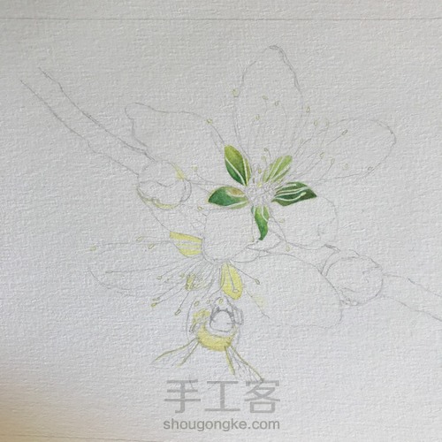 桃花醉 第3步