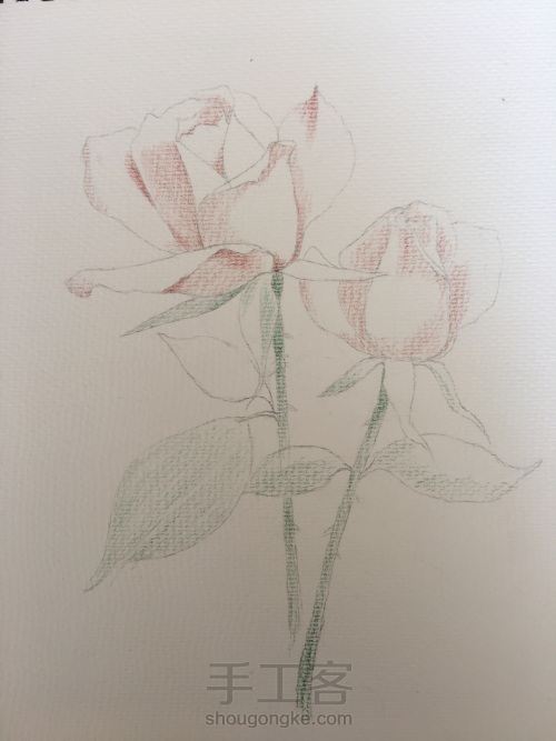 彩铅临摹水彩玫瑰 第2步