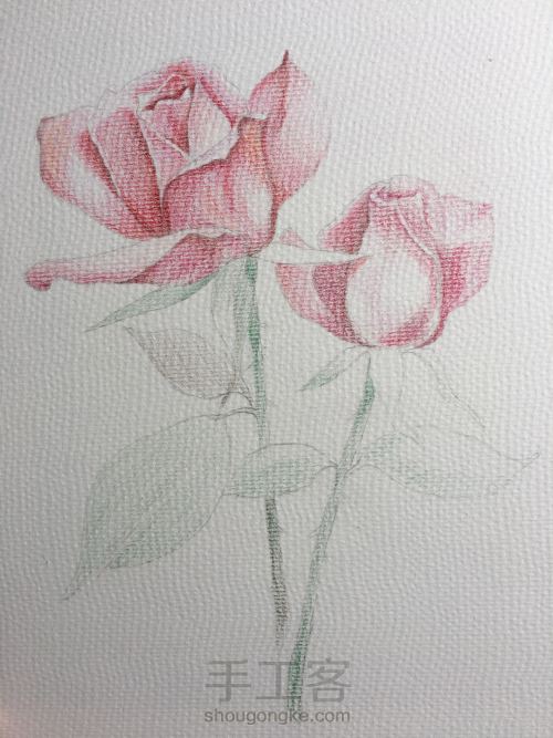 彩铅临摹水彩玫瑰 第3步