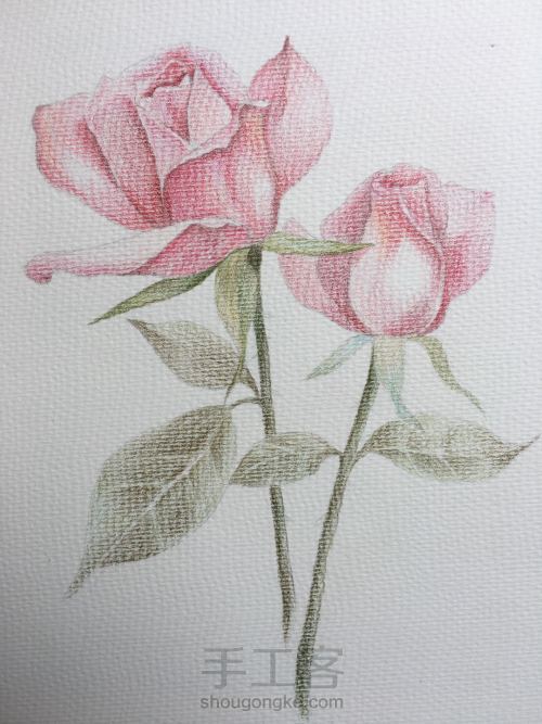 彩铅临摹水彩玫瑰 第4步