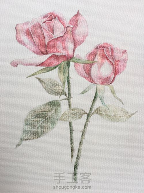 彩铅临摹水彩玫瑰 第5步