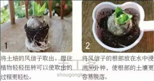 【梦姐·手工】教你在家DIY~水培植物盆栽の微型花园！ 第11步