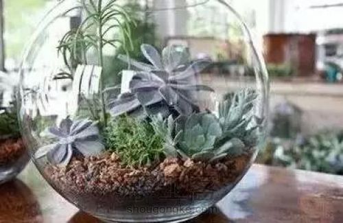 【梦姐·手工】教你在家DIY~水培植物盆栽の微型花园！ 第15步