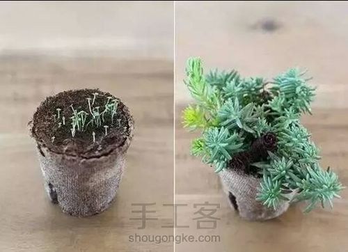 【梦姐·手工】教你在家DIY~水培植物盆栽の微型花园！ 第17步