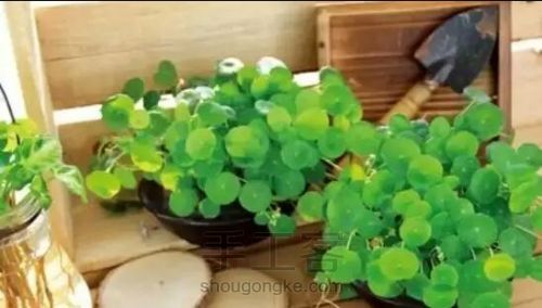 【梦姐·手工】教你在家DIY~水培植物盆栽の微型花园！ 第2步