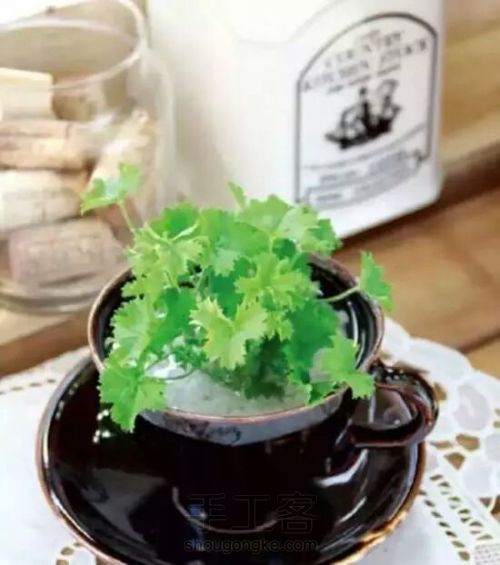 【梦姐·手工】教你在家DIY~水培植物盆栽の微型花园！ 第4步