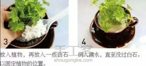 【梦姐·手工】教你在家DIY~水培植物盆栽の微型花园！ 第5步